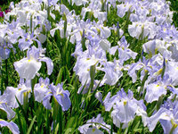 いのちの輝き_1.jpgのサムネイル画像