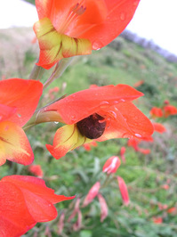 グラジオラス.jpgのサムネイル画像