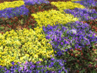 パンジー.jpgのサムネイル画像